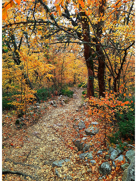 Hoffman On the Path to Fall Autumn | #Y5789-66